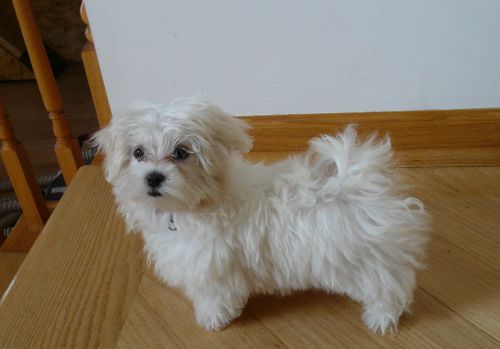 maltese 3 months